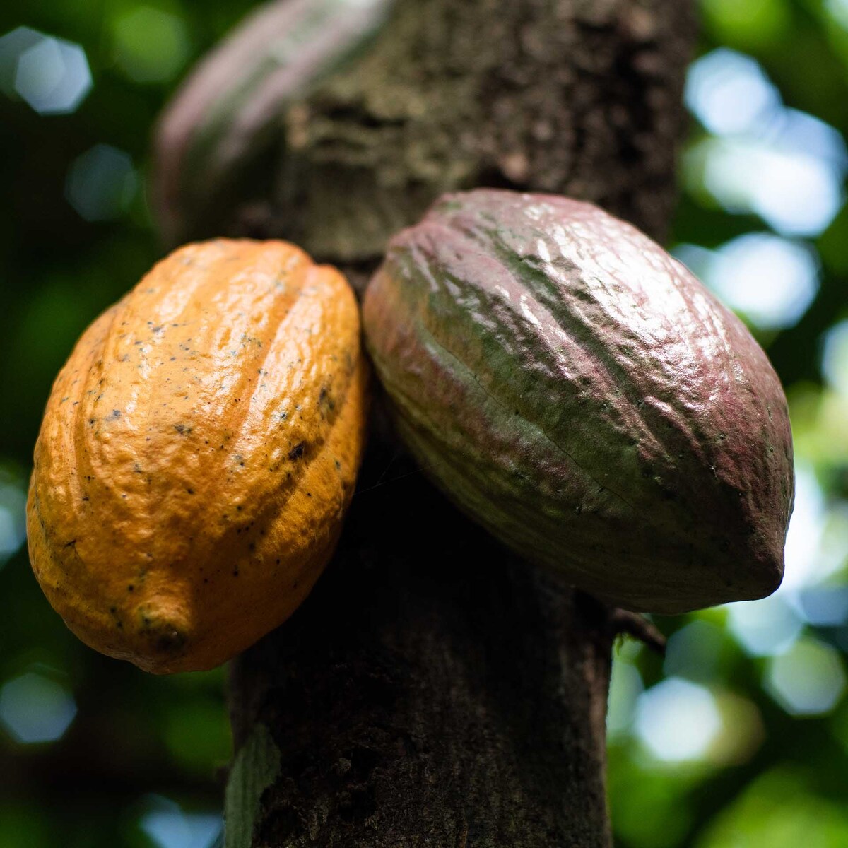Des cosses de cacao